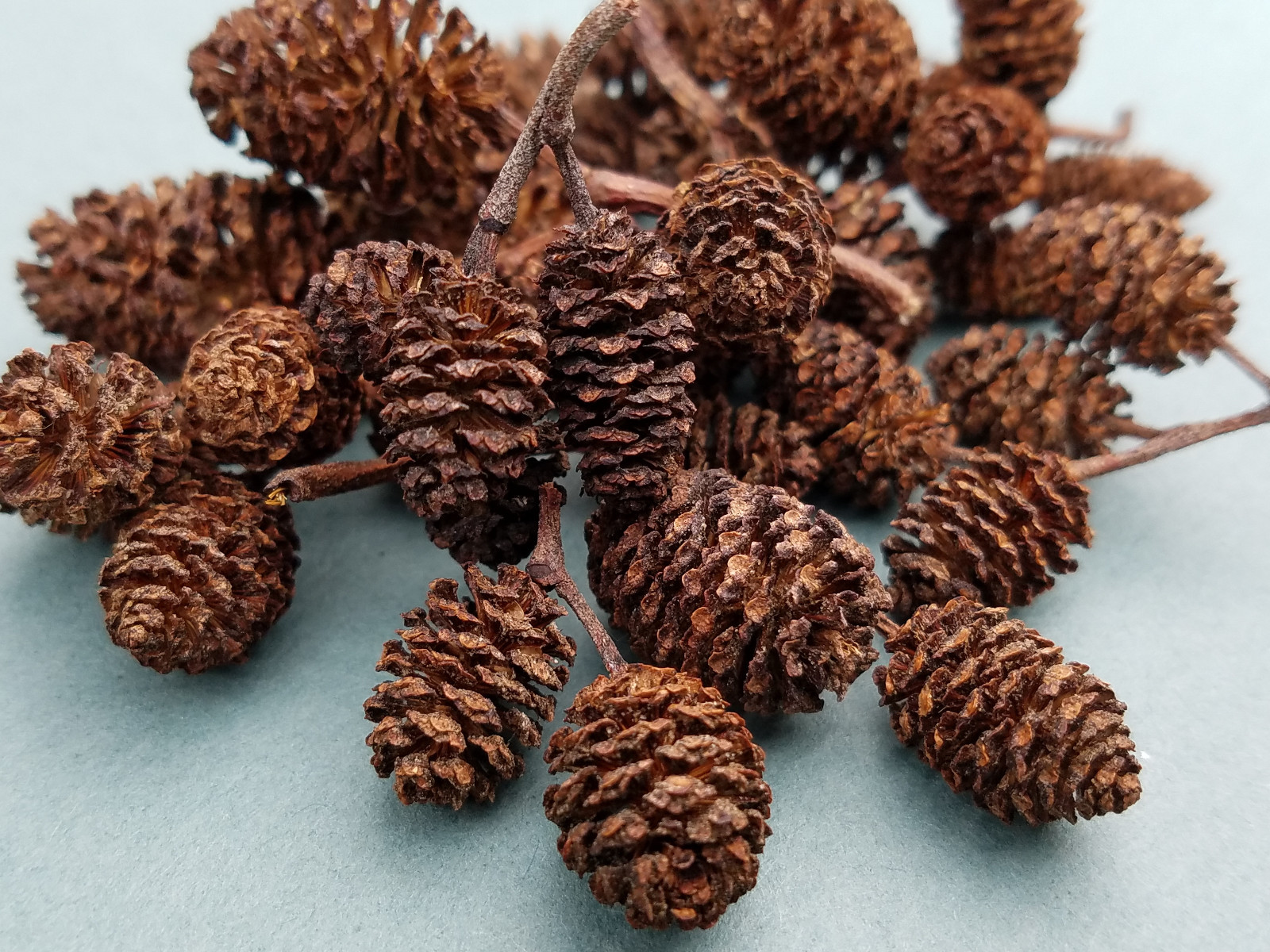 1oz ALDER CONES - Lowers PH, Anti-Fungal, Anti-Bacterial - Shrimp Food *USA*