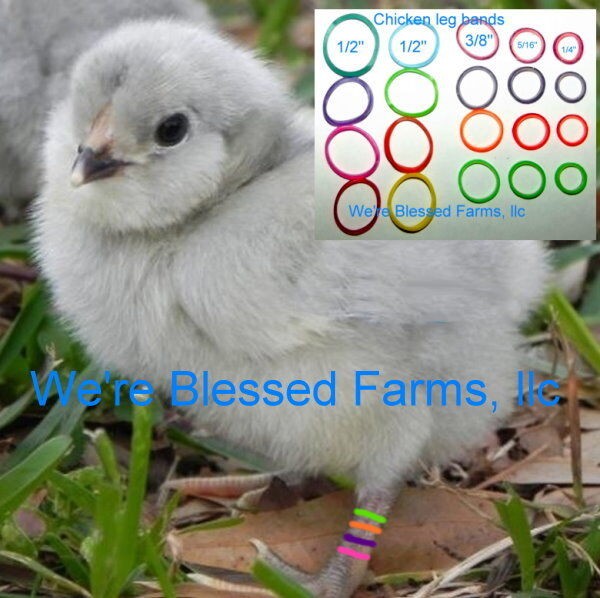 We're Blessed Farms Chicken LEG BANDS chick multi color ELASTIC  lot