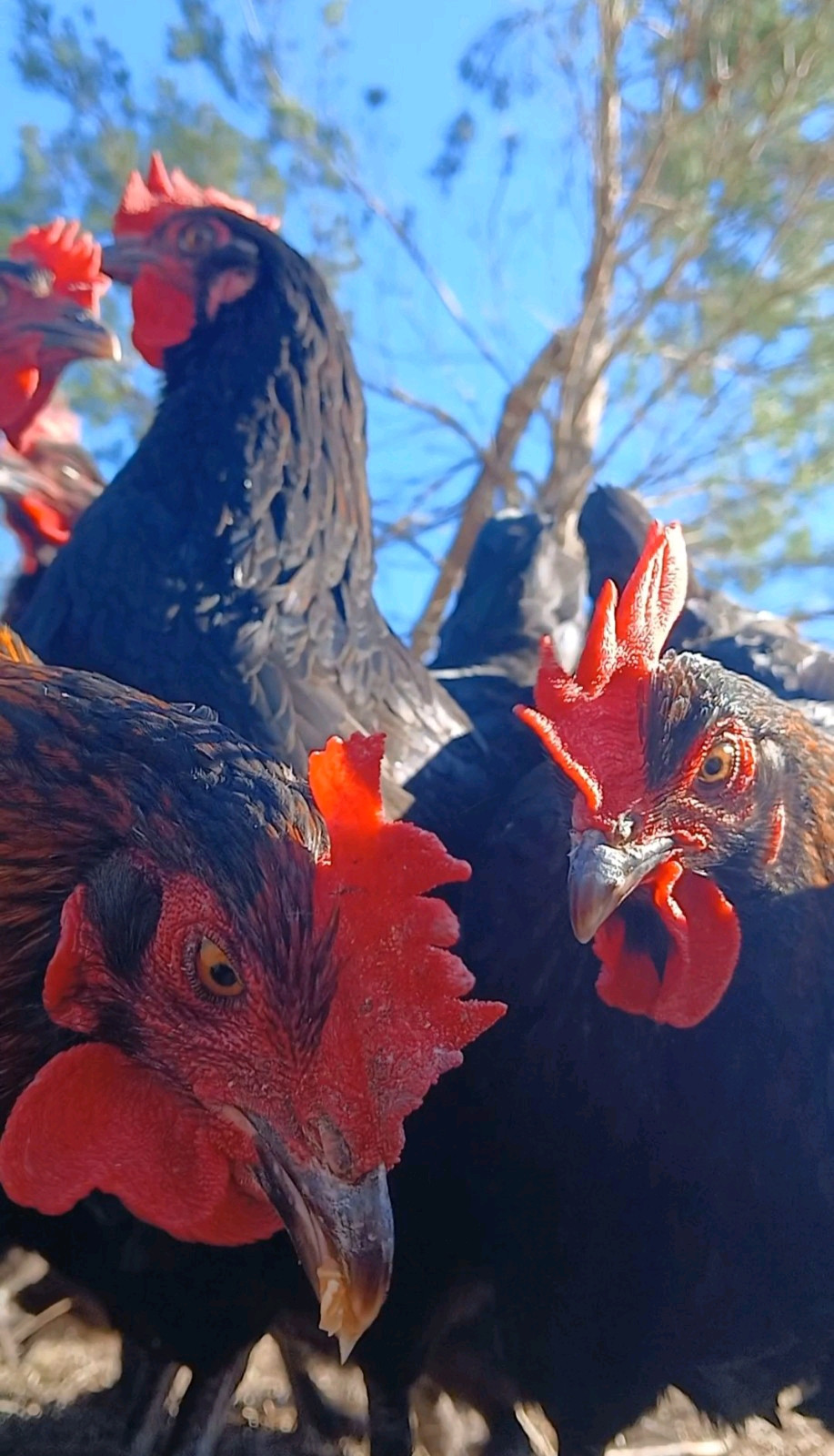 ☆☆☆ 13+ French Black Copper Maran Hatching Eggs NPIP CERTIFIED FLOCKS ☆☆☆