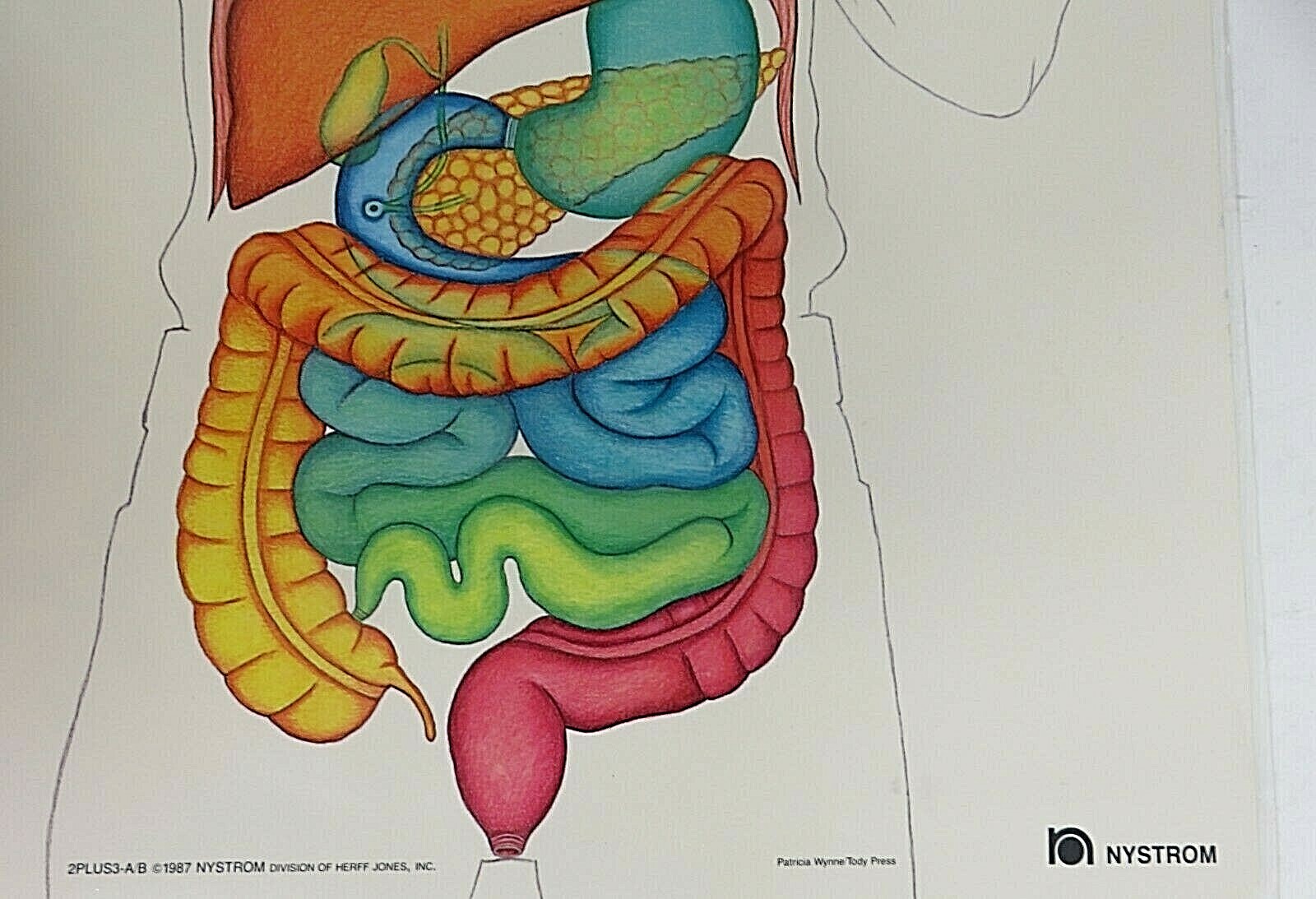 1987 Nystrom Digestive Circulatory Poster Laminated Chart 2 Sided Patricia Wynne