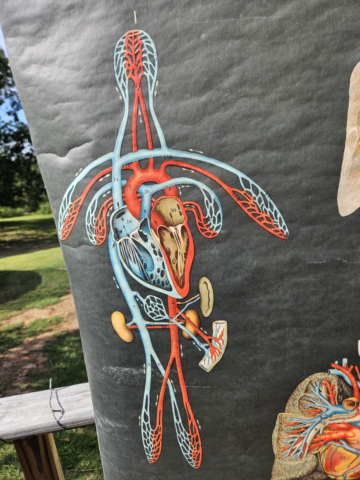 Vintage Cram Anatomical Chart Circulatory System 1950 Italy Rare Mad Science