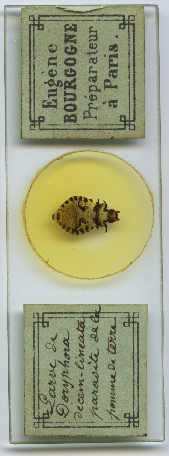 Antique Microscope Slide E. Bourgogne - Large Louse  -  Insect, Science