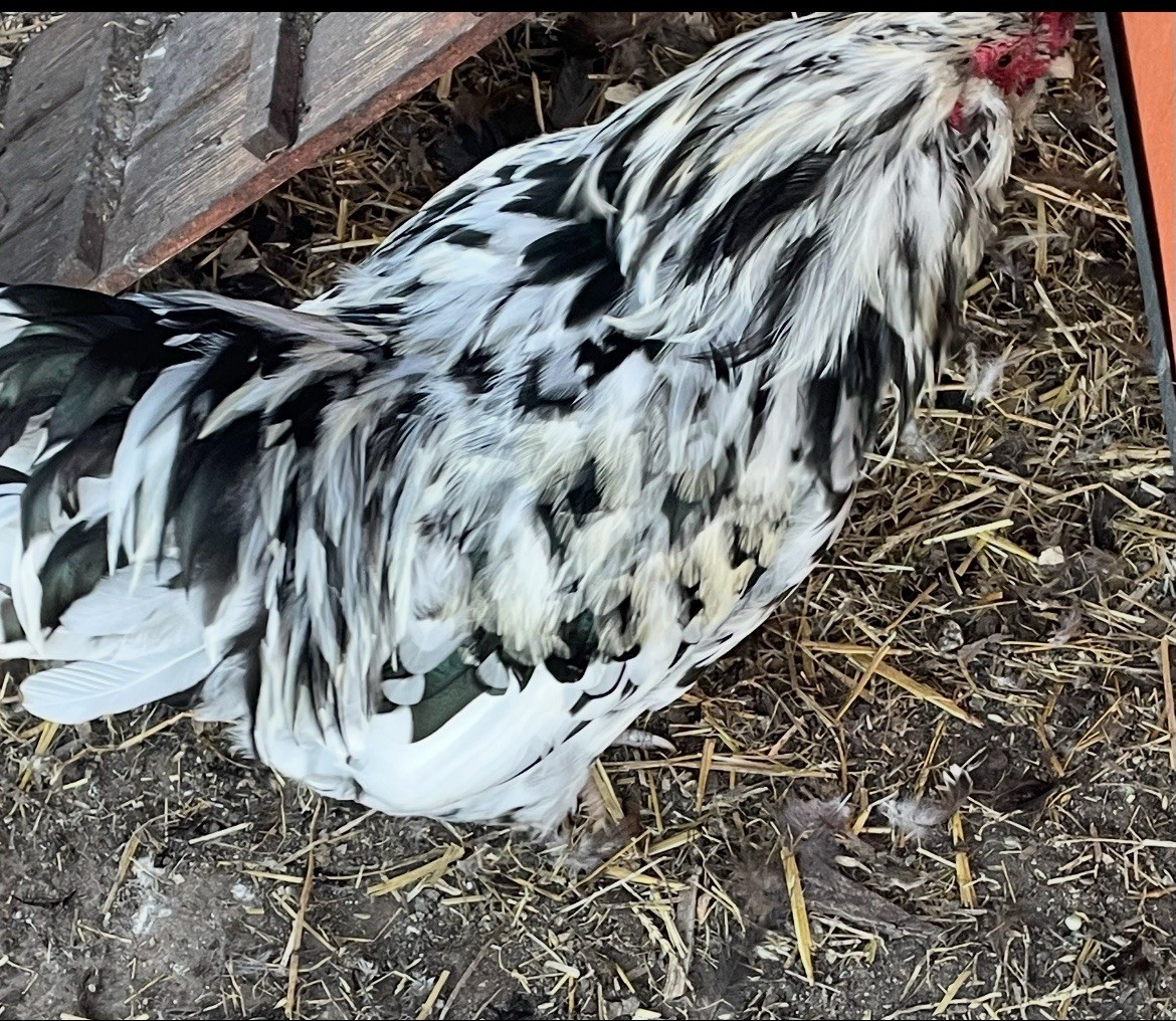 Americana  hatching eggs (12)