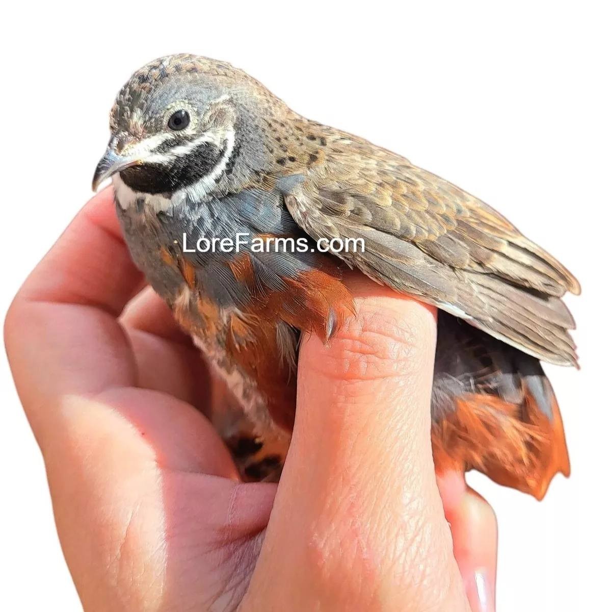 12 (+3EXT) ❤️LORE FARMS Button Quail Hatching Eggs Chinese Painted SPECIAL RARE