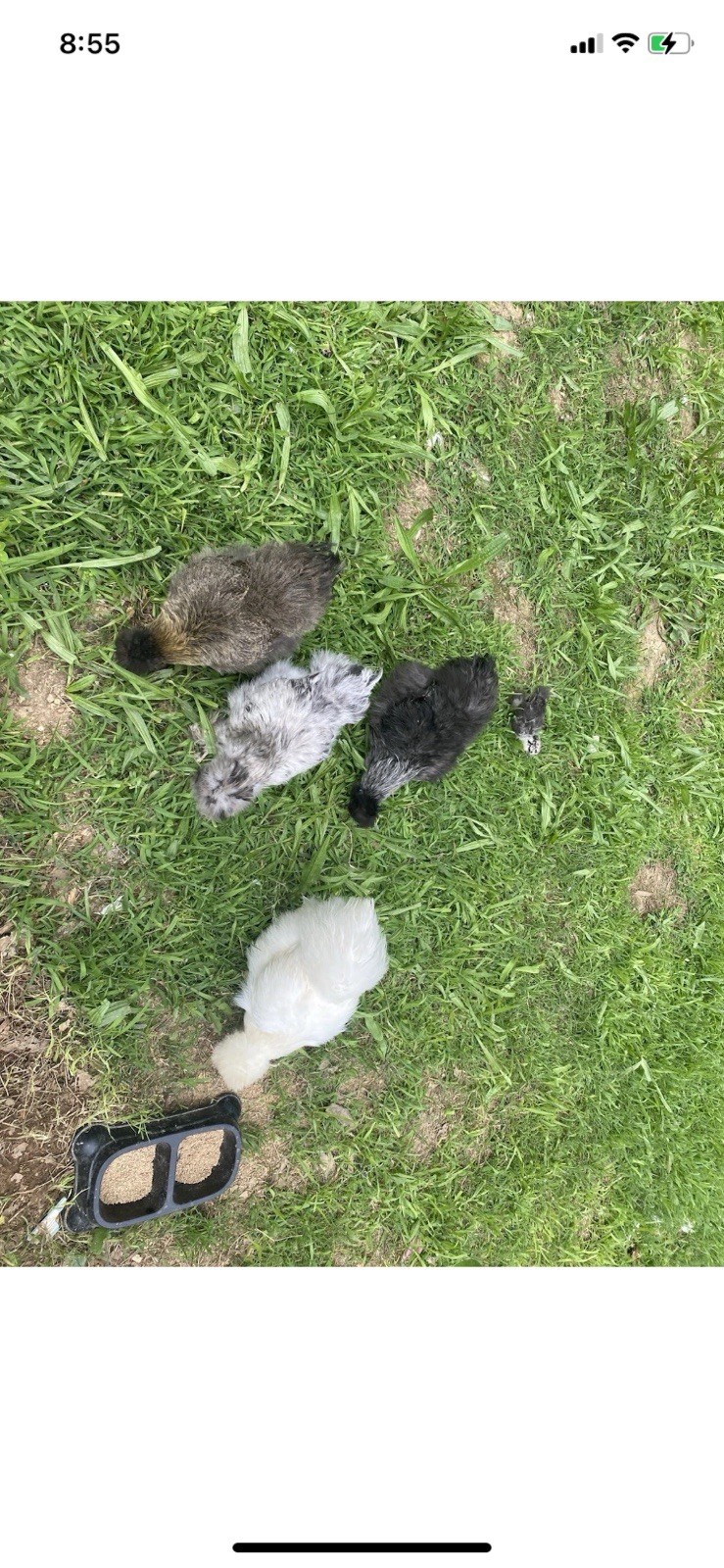 24 Bearded Silkie Hatching Eggs