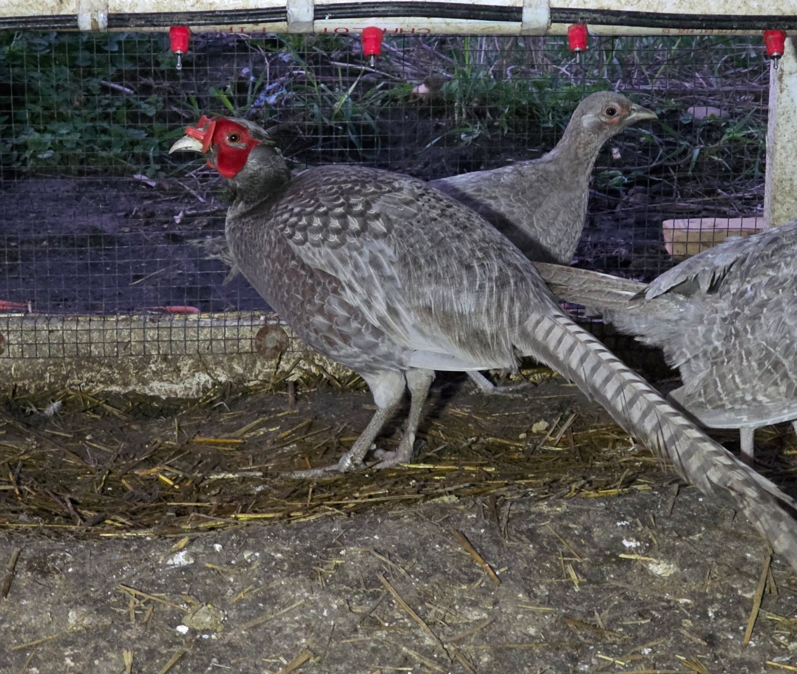 12+1 ABYSSINIAN BLUE PHEASANT HATCHING EGGS CURRENTLY LAYING