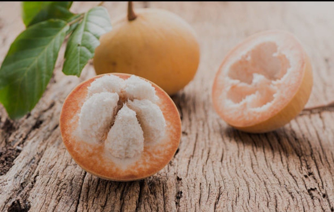 Santol / Wild Mangosteen / Live Plant – 1 feet – Rare Tropical Fruit – Sweet
