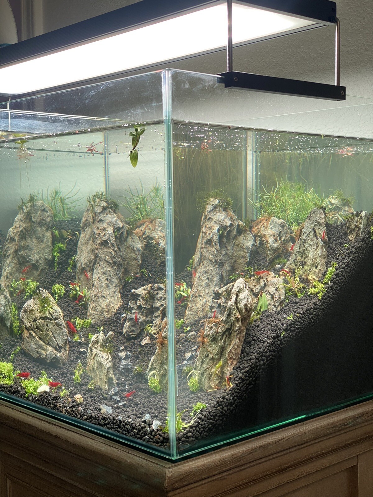 2 Bunches Monte Carlo Micranthemum carpet Low Tech aquarium (+Mystery Plant)