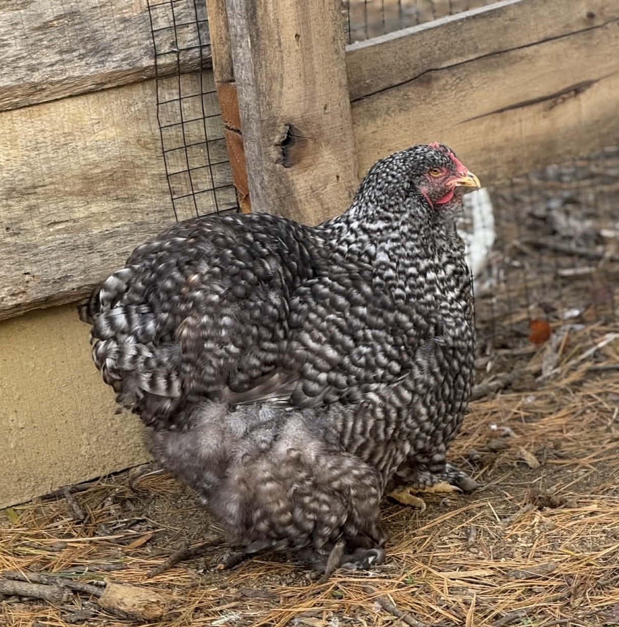 Barred Large Fowl Cochin Chicken Fertile Eggs 12+++