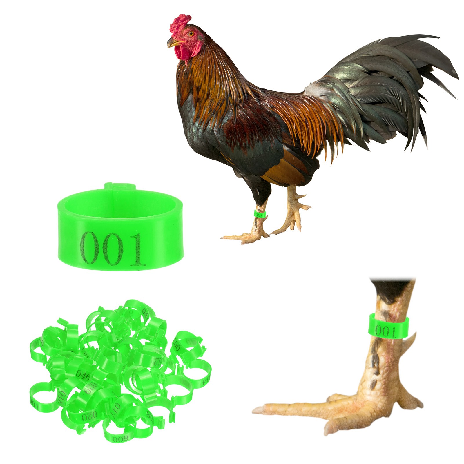 50-Pack Chickens Leg Bands, 20 mm Plastic Chicken Leg Rings [Green]