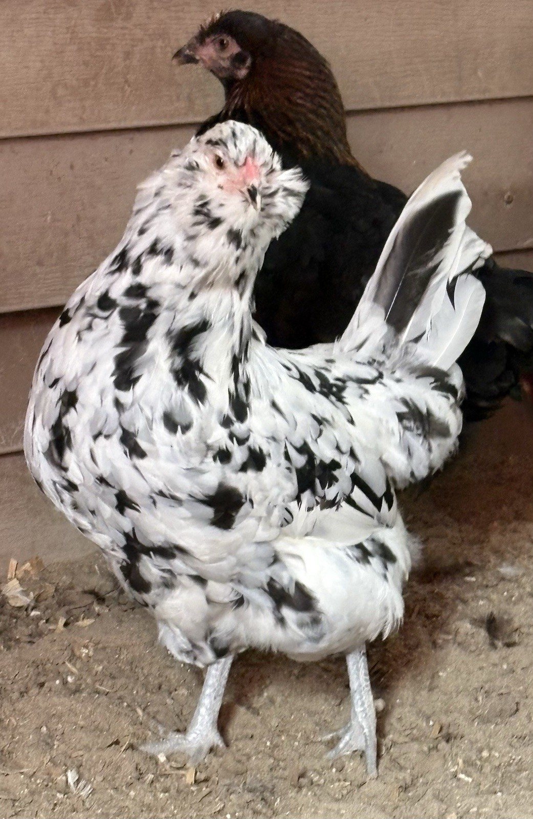 8 Ermine Ameracauna Hatching Eggs