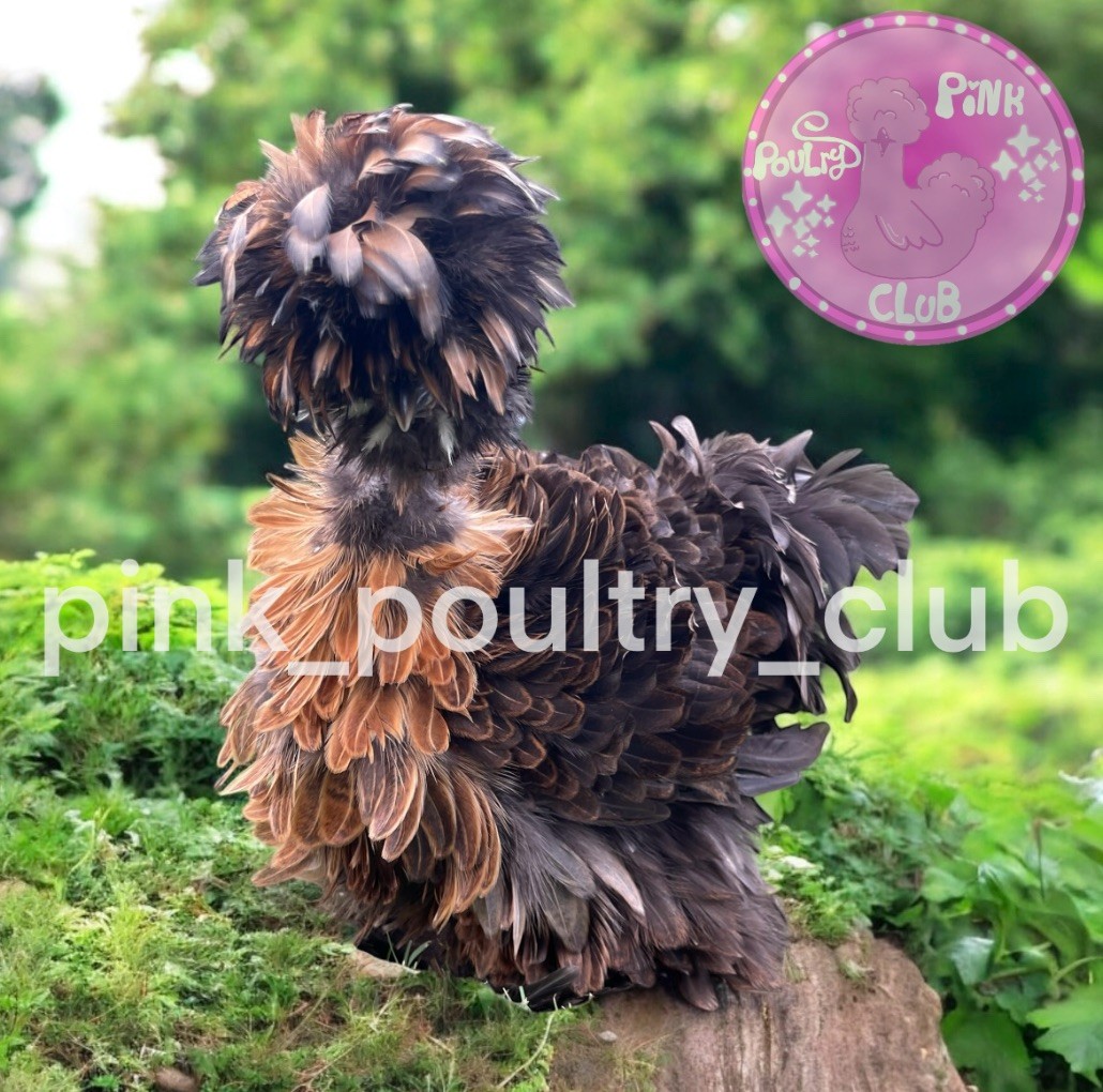 12 Hatching Eggs Silkie Satin chocolate Showgirl Laced Splash Paint mauve blue