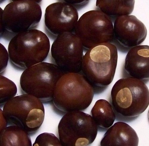25 Ohio Buckeye Nuts Dried 2024 2025 Crop Football Lucky Lot ~ Craft a Necklace