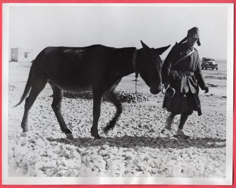1941 Italian POW With Mule Heads to Enclosure North Africa Original News Photo