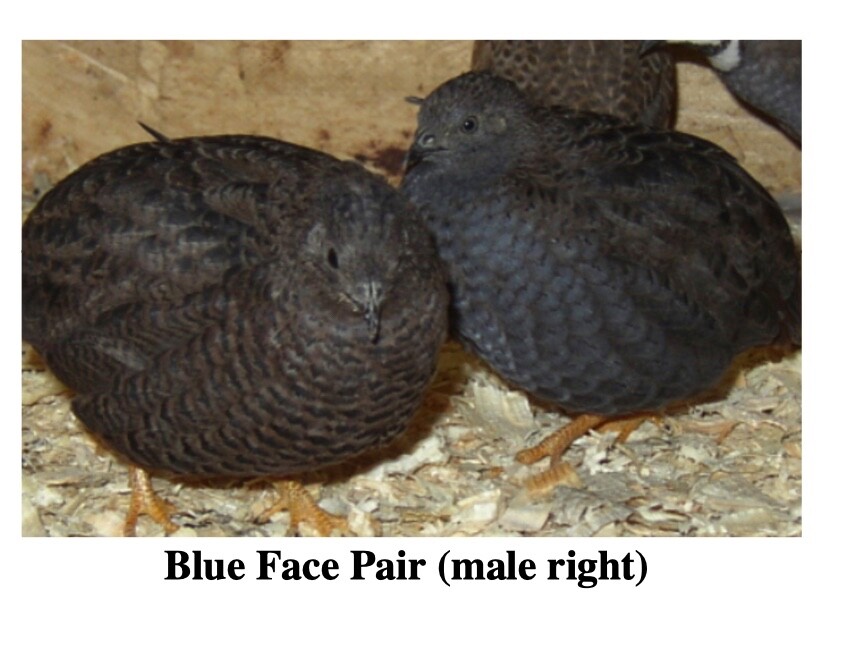 SPRING SPECIAL LOW PRICE 20 BUTTON QUAIL EGGS ships USPS GROUND PLEASE READ ALL