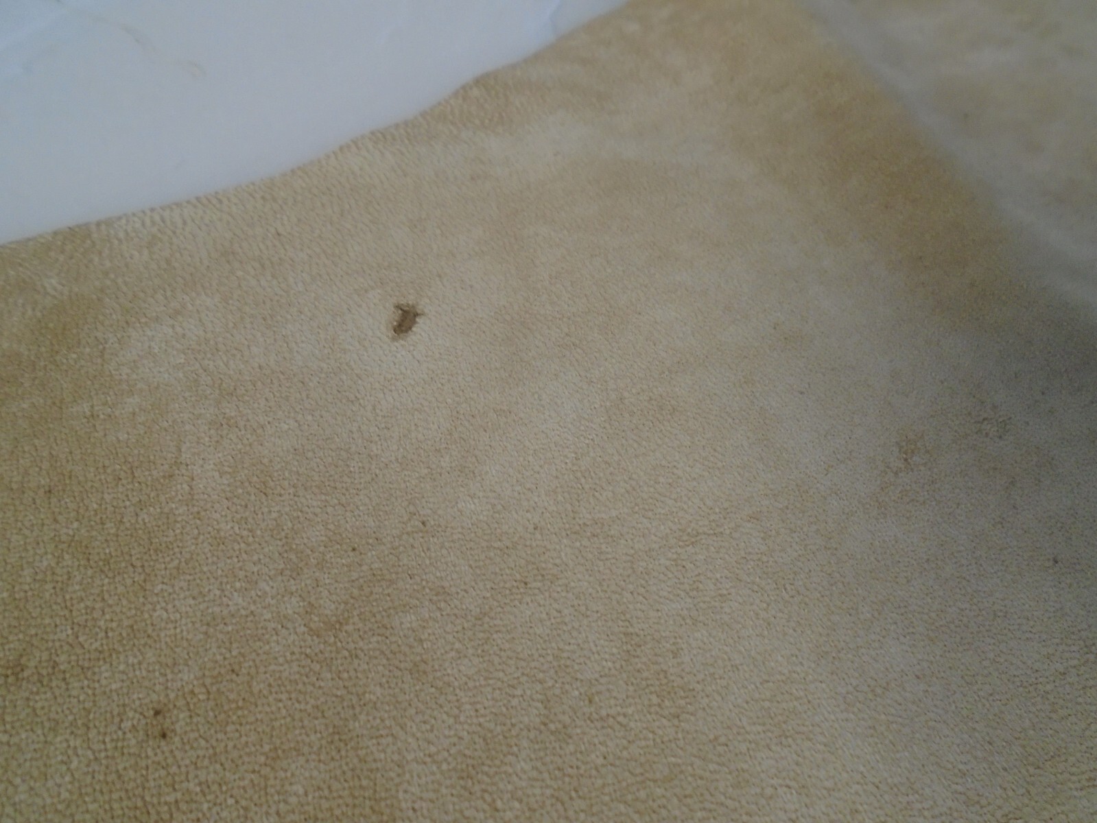 Suede Sheep Leather # 0018424 Row XX
