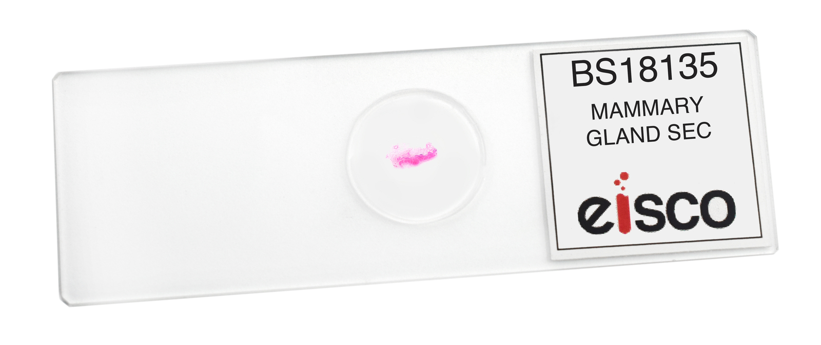 Mammary Gland Section - Prepared Microscope Slide - 75x25mm - Eisco Labs