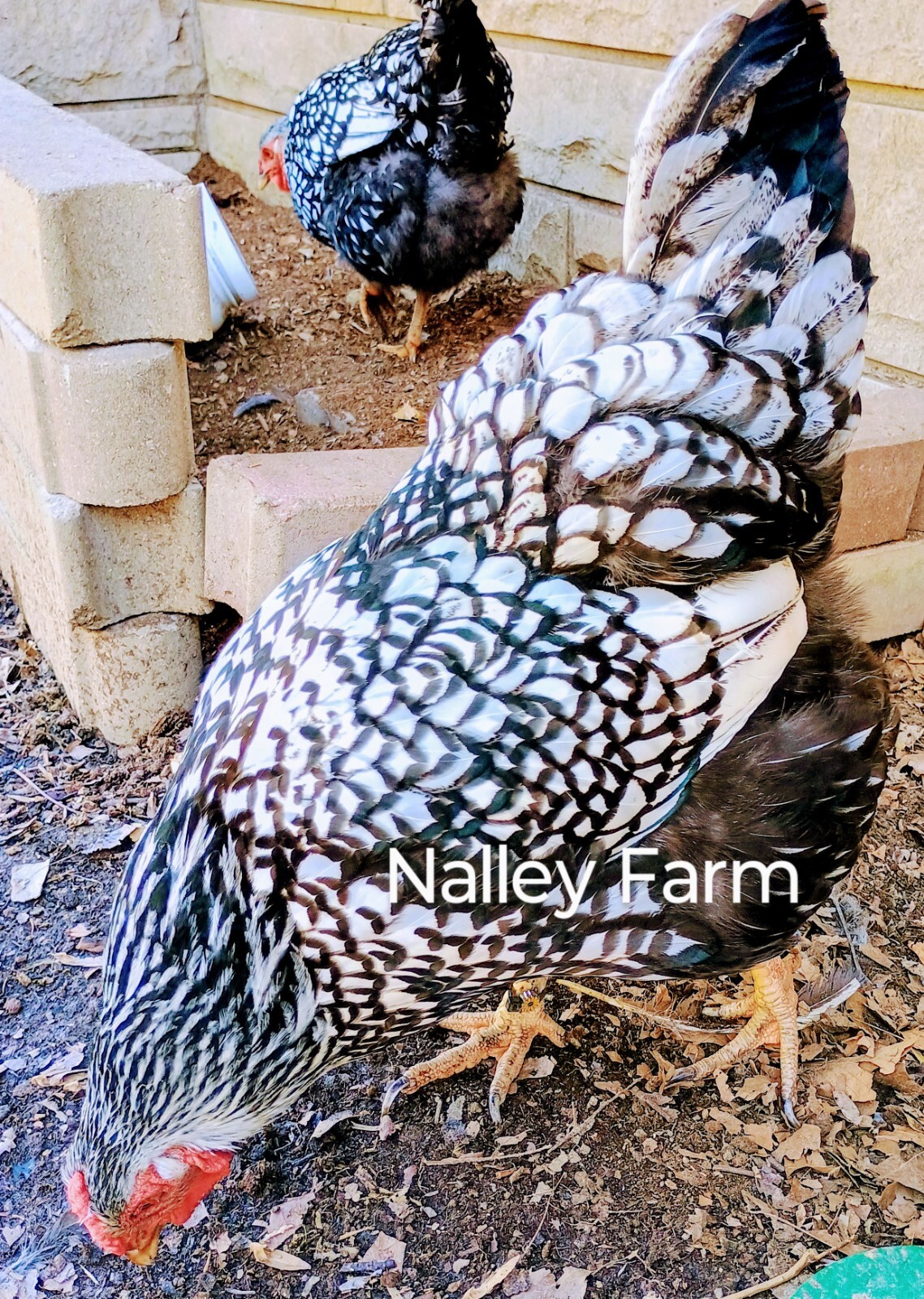 Silver Laced Wyandotte (12) 🐣 fertilized hatching eggs.Please read description.
