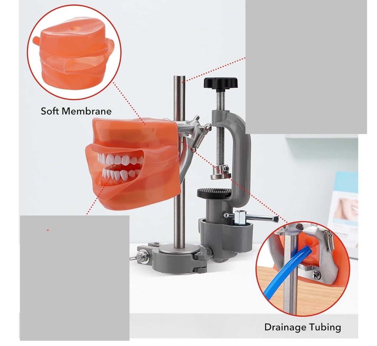 Dental Simulator Mannequin Head Teeth Model Teaching Practicing Head Mold desk