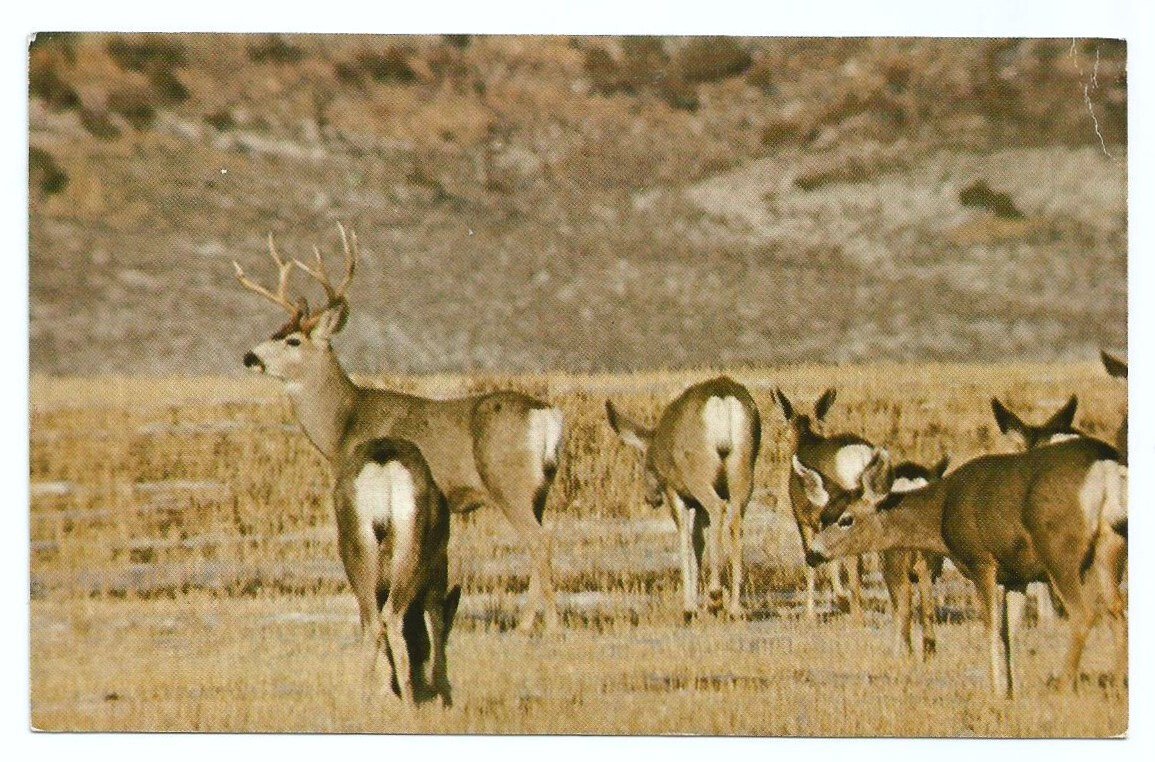 Mule Deer Postcards