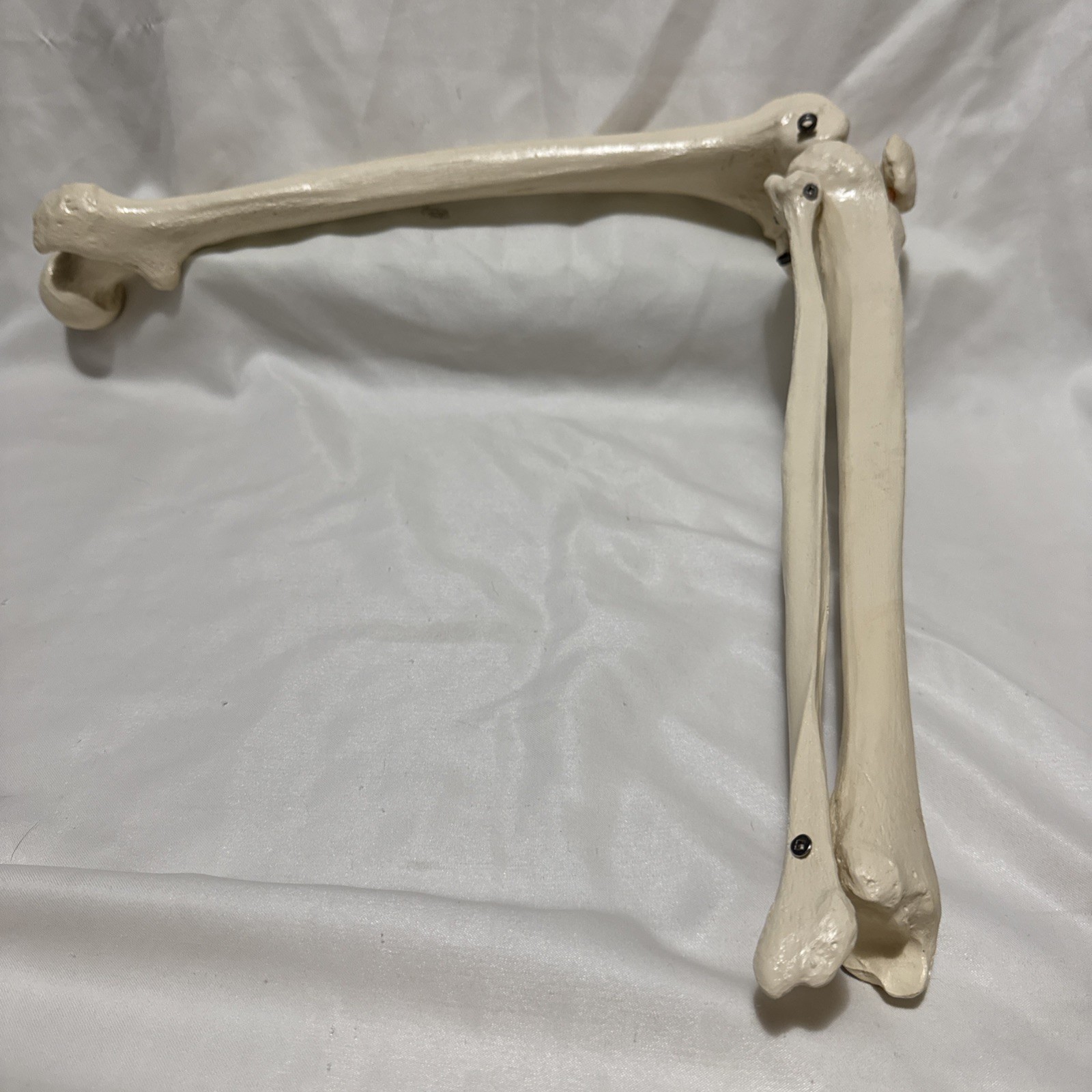 MEDICAL ADULT MODEL LEG FIGURE SKELETAL BONE ANATOMICAL LEARNING PROP