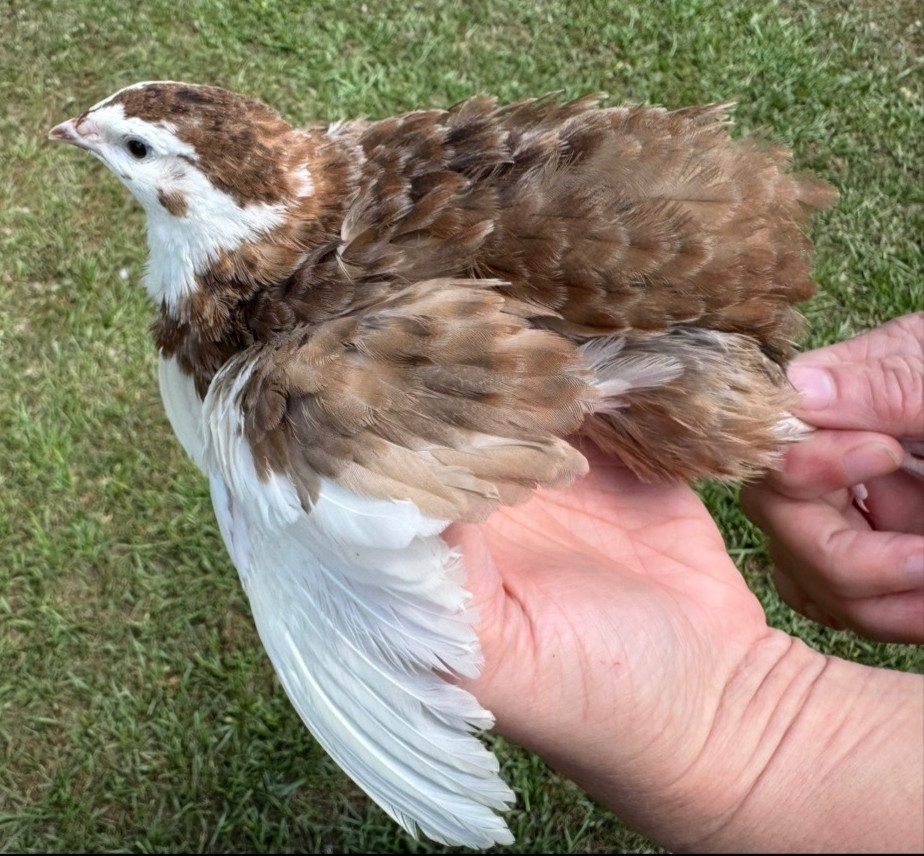 50+ RARE COLORS Coturnix Quail Hatching Eggs NPIP AI Free