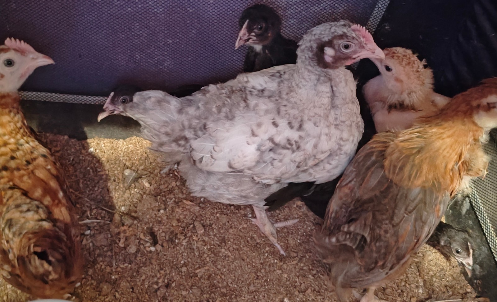 12+ Barnyard Mix Hatching Eggs 🥚