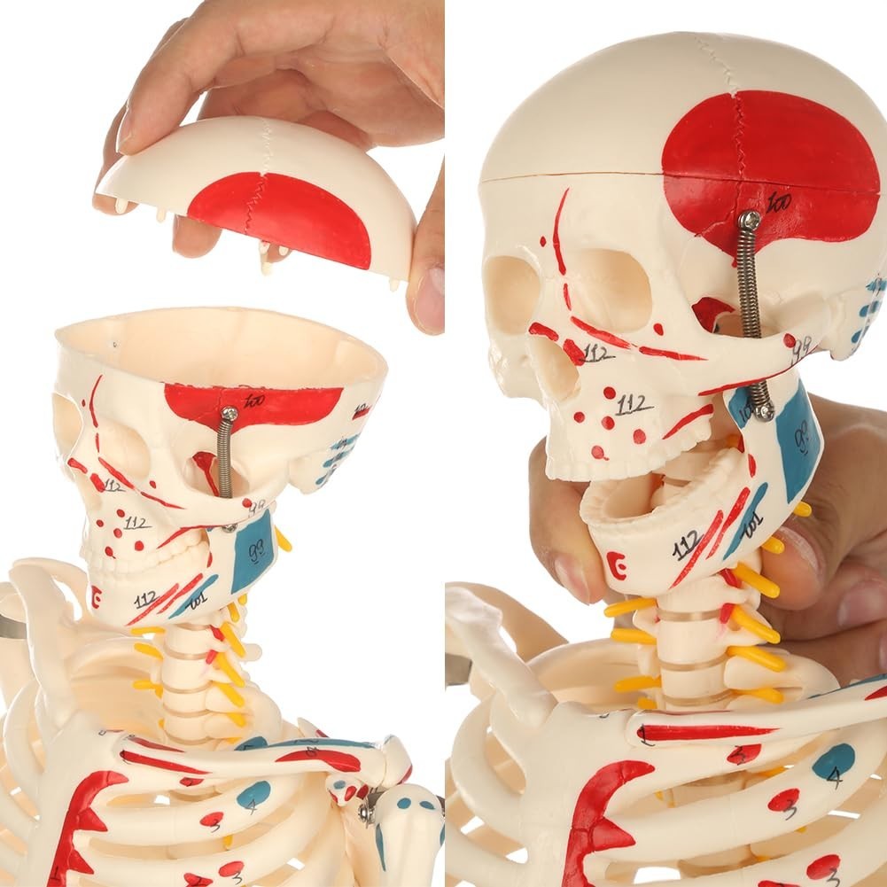 Articulated 33" Human Skeleton Model - Scientific Study, Numbered Muscle Points