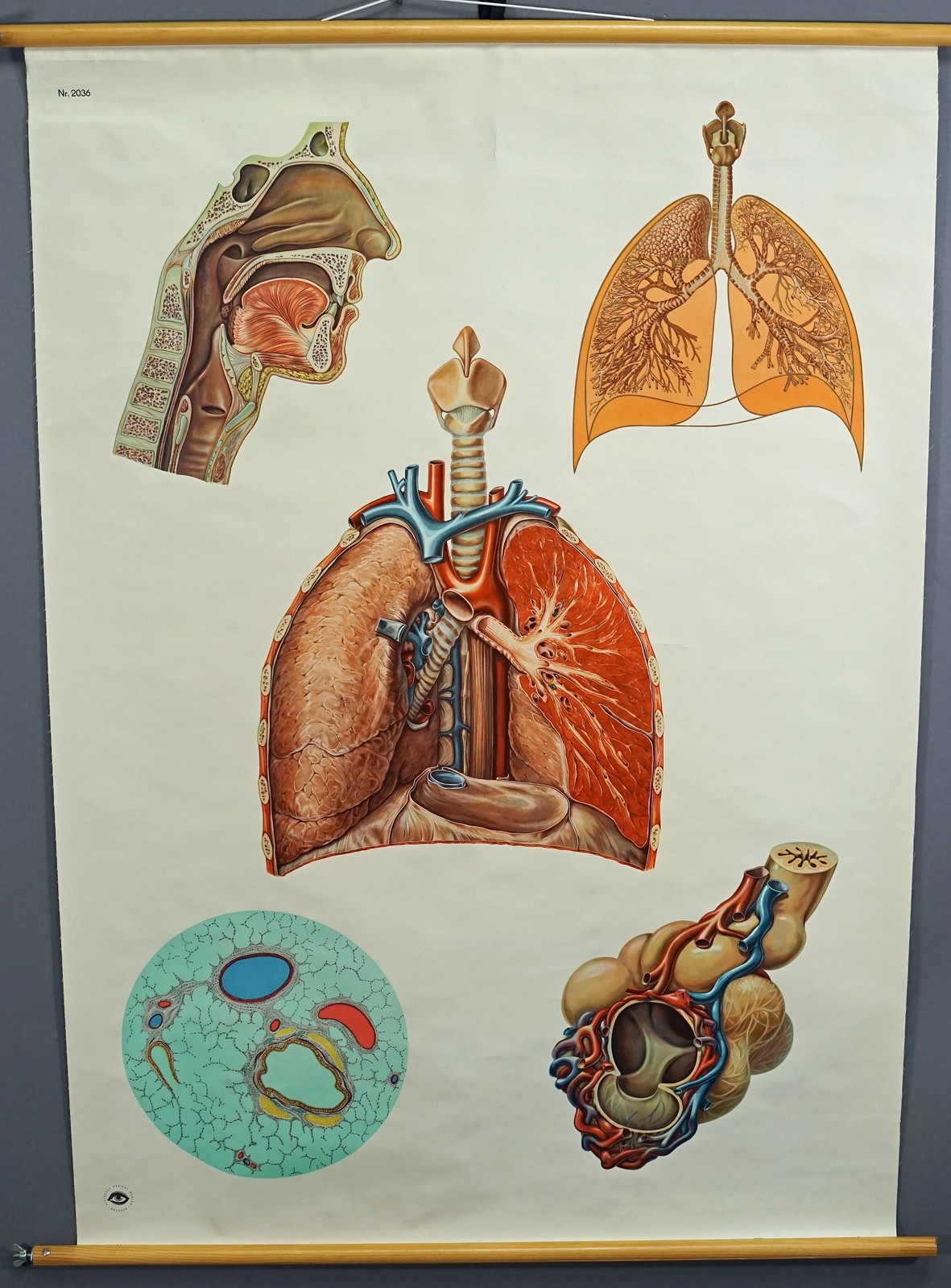 Vintage Mural Medical Poster Anatomical Wall Chart Respiratory Organ System