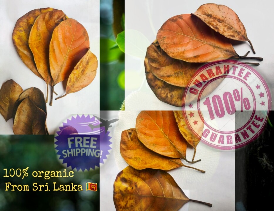 Dried Ceylon Jackfruit 100 PCs Leaves KATAHA BIOFILM ORGANIC Shrimp Aquarium.