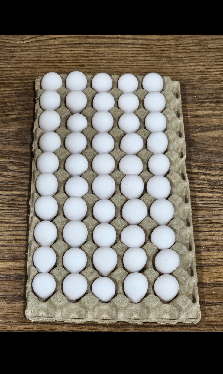 200 Northern Bobwhite Quail Hatching Eggs - NPIP Cert - FREE SHIPPING