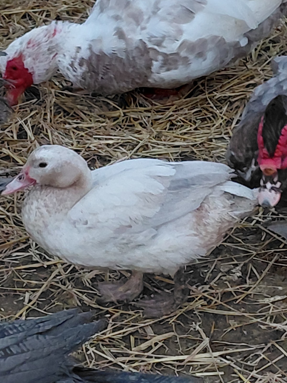 (6) Muscovy Duck Hatching Eggs (NPIP AI CLEAN)