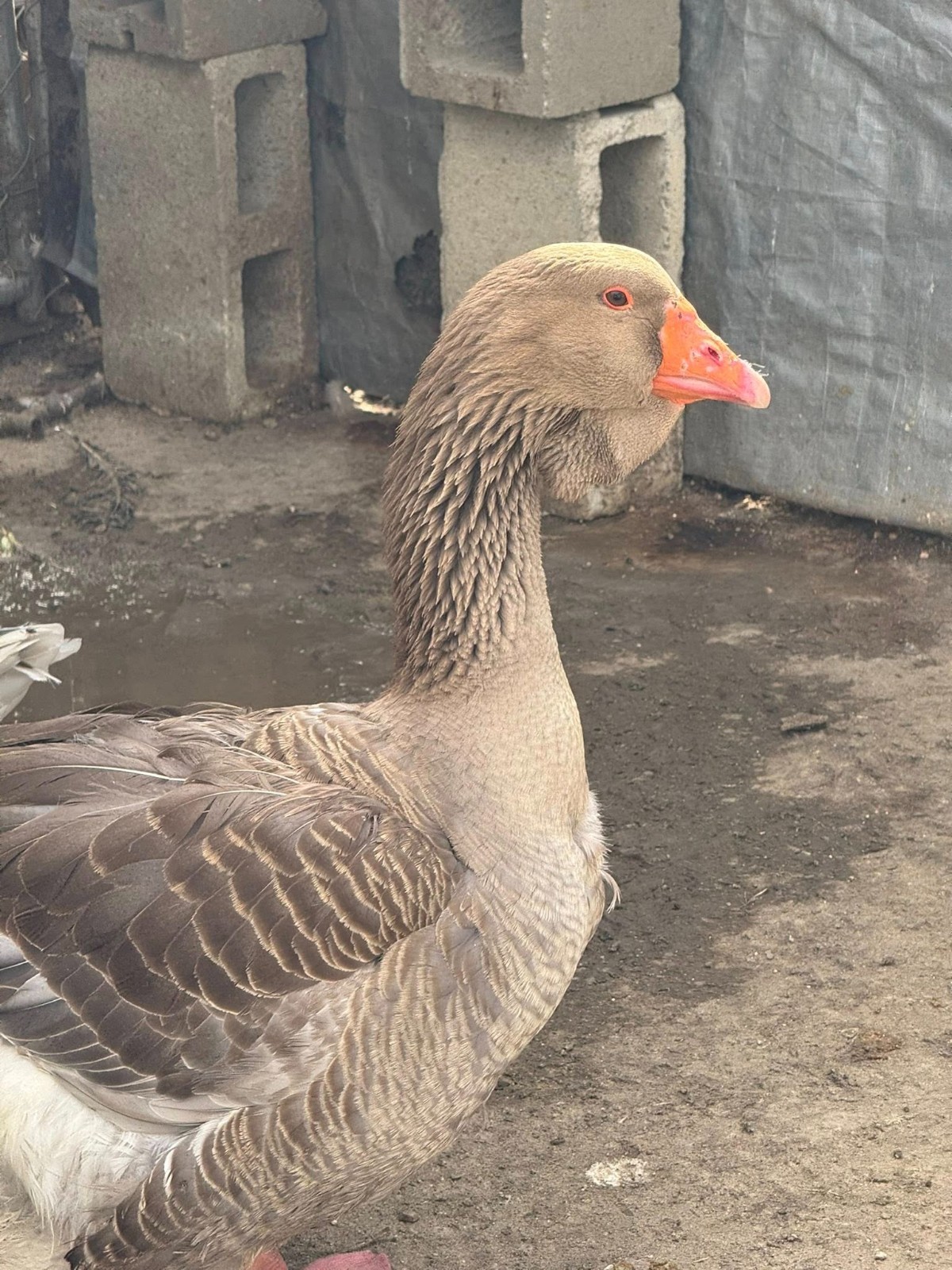 Giant Dewlap Toulouse Goose Hatching Eggs – Purebred Heritage 30 PLUS BREEDERS