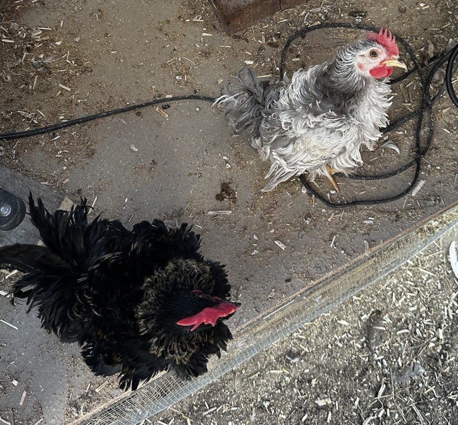 18 Show Quality Malaysian Serama Hatching Eggs