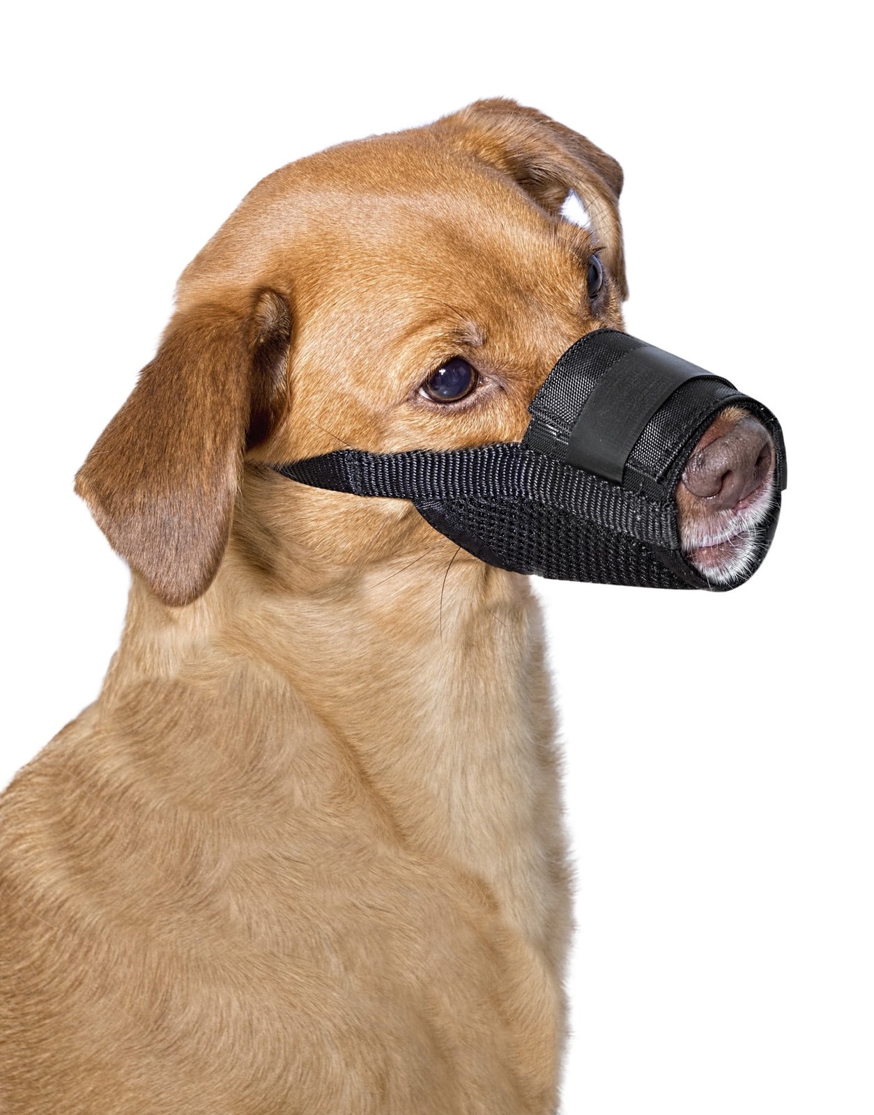 Adjustable Dog Muzzle for Medium Dogs, Padded Nylon Muzzle for Safe Comfortable