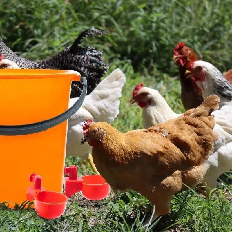 10PCS Chicken Waterer Cups 3/8 Inch Thread Poultry Drinking Feeder