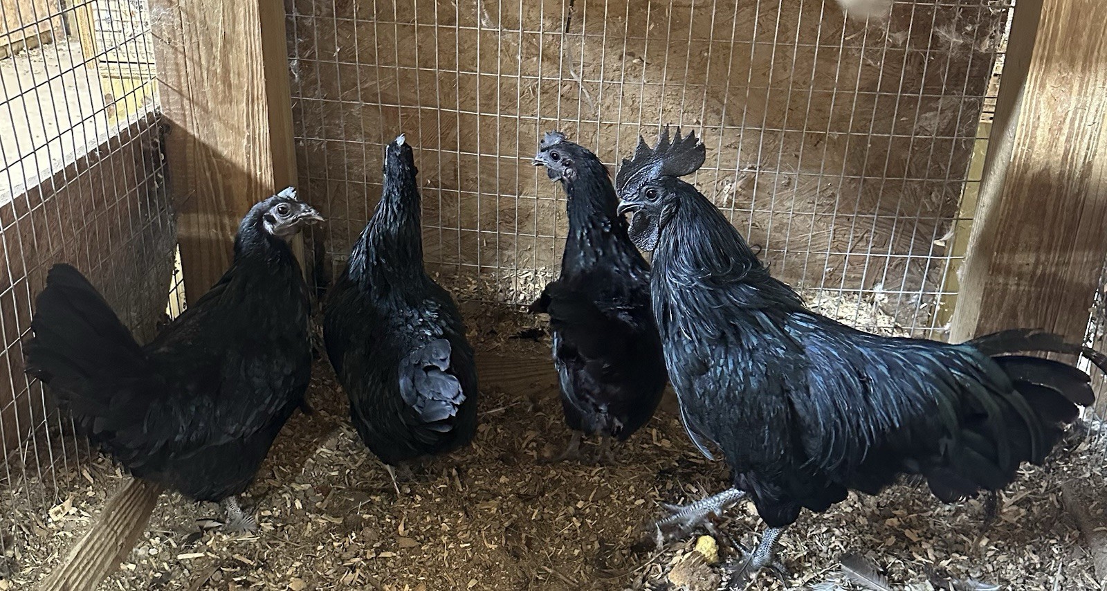 3 Ayam Cemani Hatching Eggs (NPIP Certified)