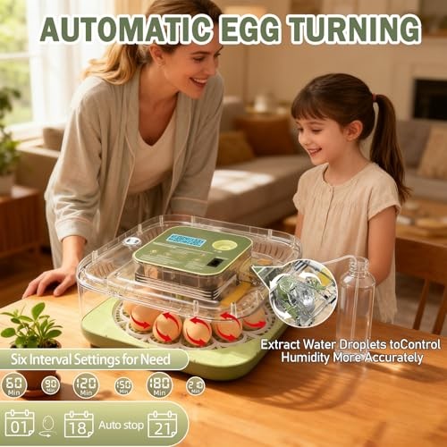 12 Egg Incubators with Temperature and 12 Eggs for Hatching Eggs