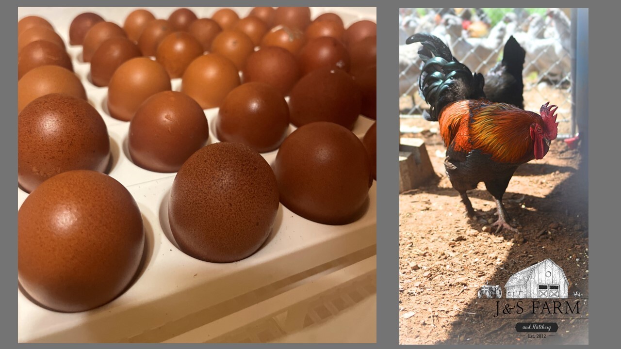 Rainbow Mix Assorted Hatching Eggs(10+) NPIP/A1 Certified
