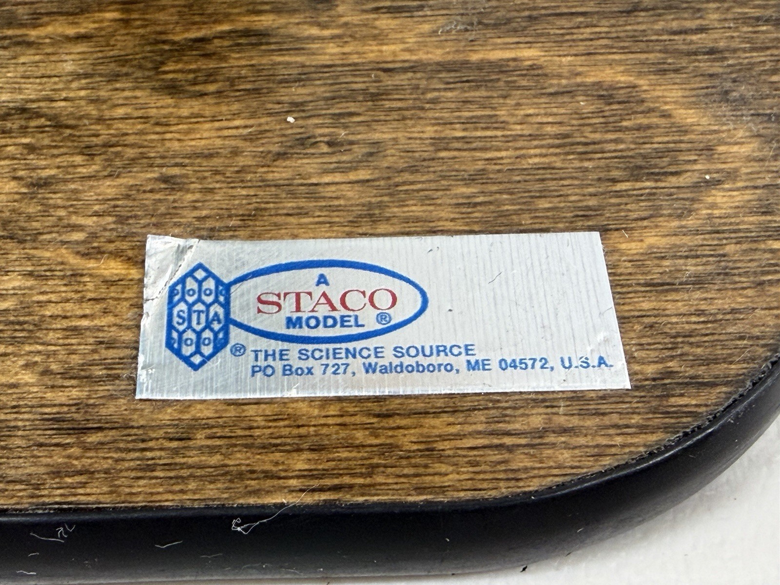 STACO Deluxe Plant Cell Model