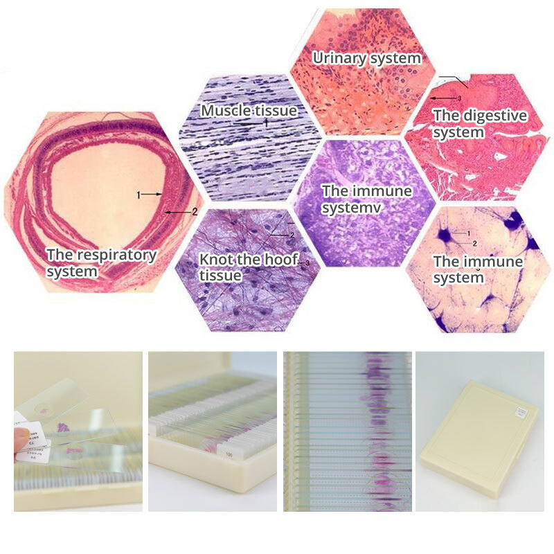 100PCS Mammal Tissue Sections Histology Prepared Specimen Microscope Slides