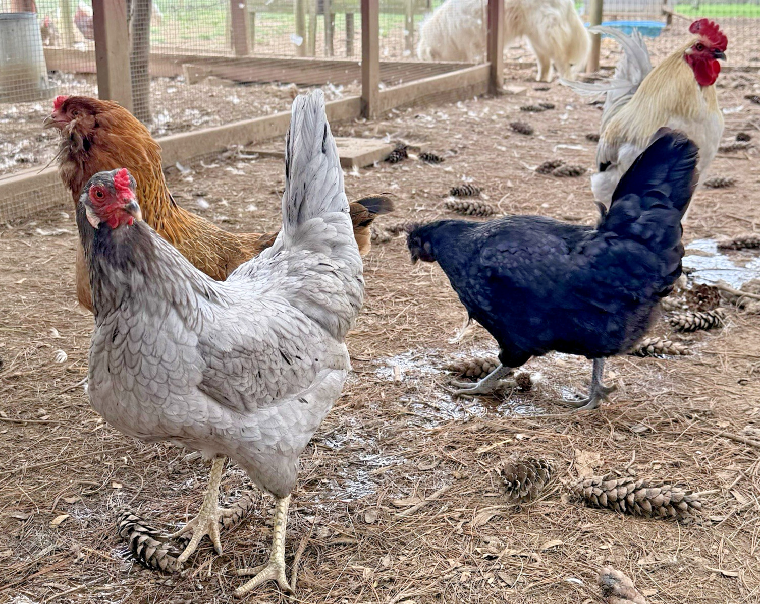 8++ Chicken Hatching Eggs ~Barnyard Mix~ Rainbow Egg Layers ~ Premium Breeds