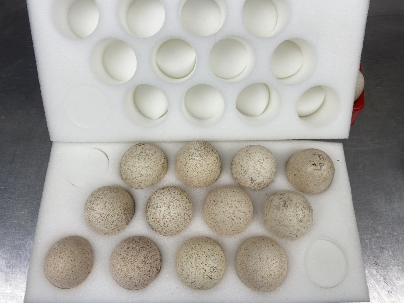 Turkey Hatching Eggs (One Dozen)