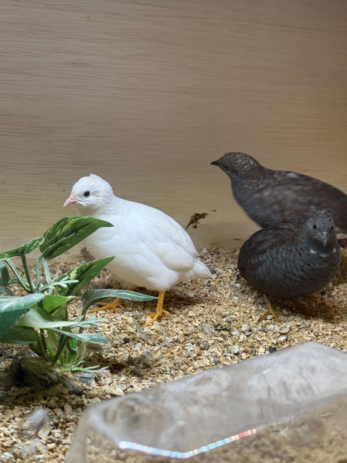 20 Button Quail Hatching Eggs Multiple Colors