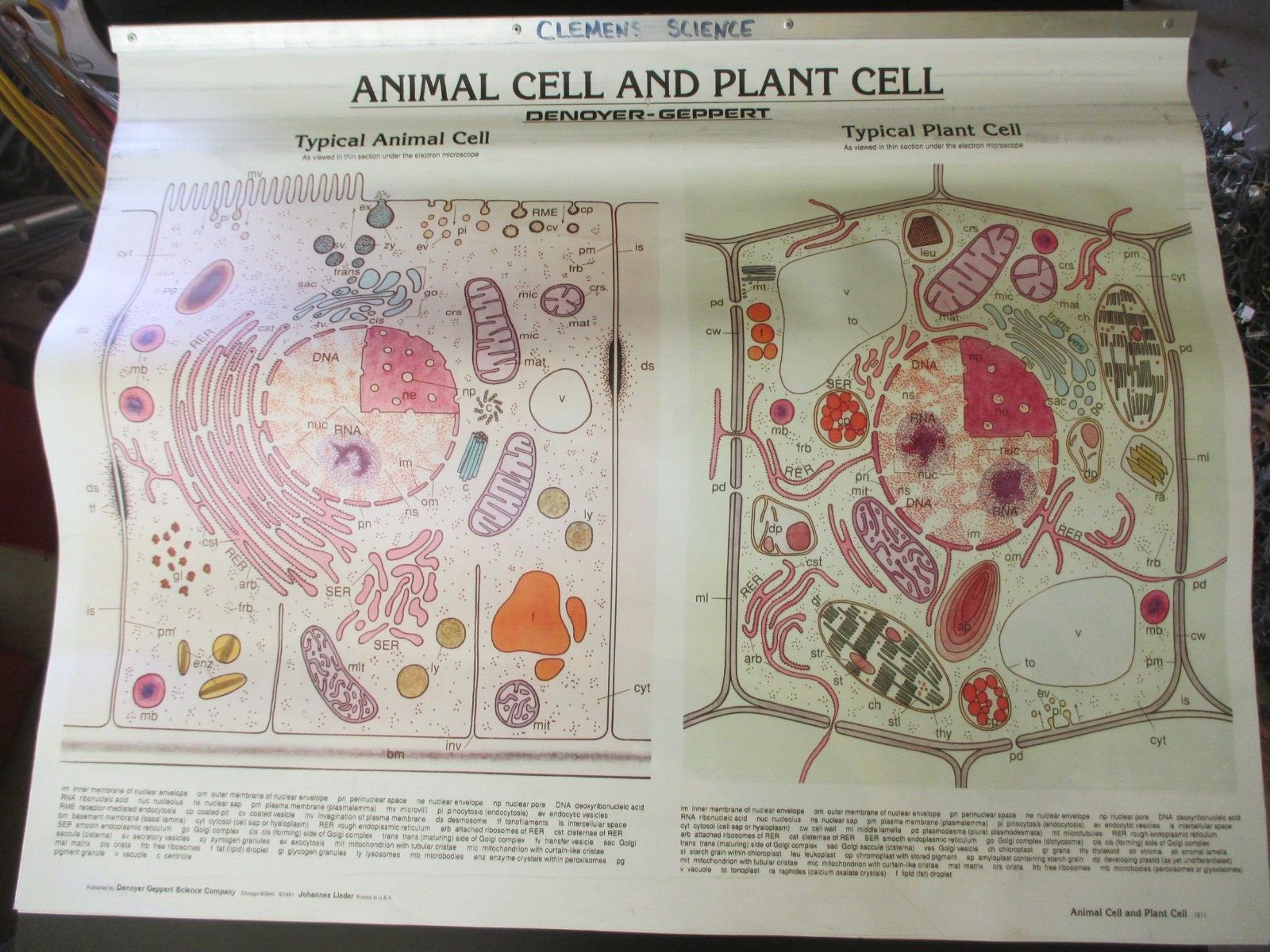 Animal Cell and Plant Cell Teachers Edition Lot of 35 Pages Denoyer-Geppert 1990