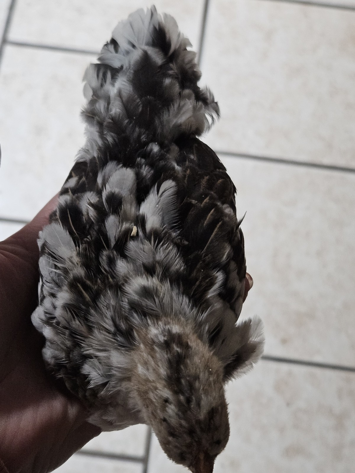 6+Mottled Serama Hatching Eggs