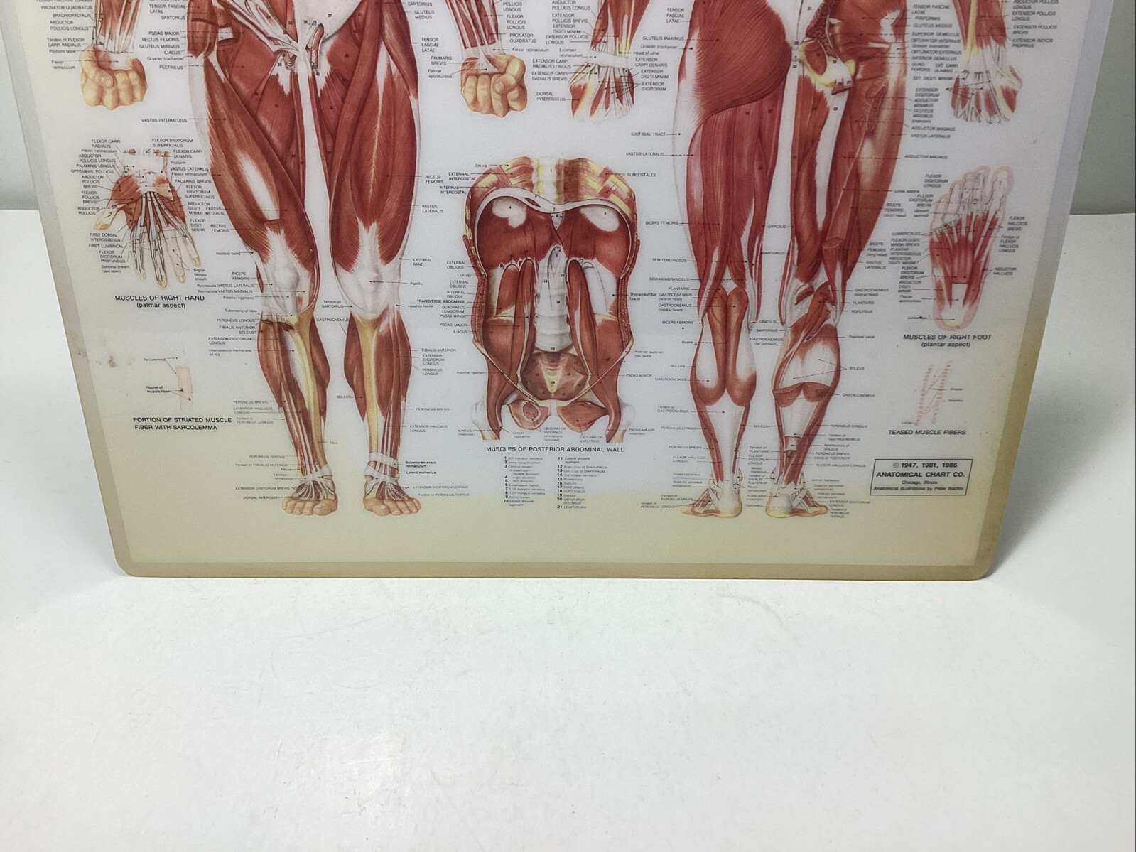 Vintage Laminated Human Muscular System Anatomical Chart - Peter Bachin
