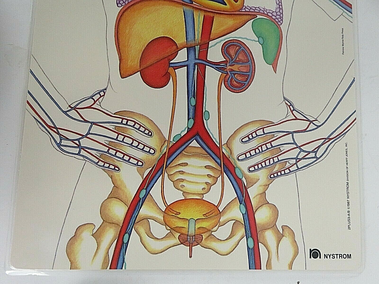 1987 Nystrom Digestive Circulatory Poster Laminated Chart 2 Sided Patricia Wynne