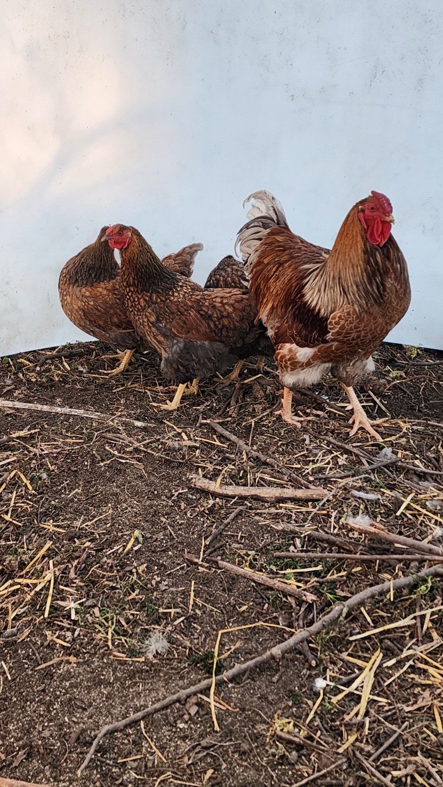 12+ Barnyard Mix Fresh Fertile Hatching Eggs FREE RANGE