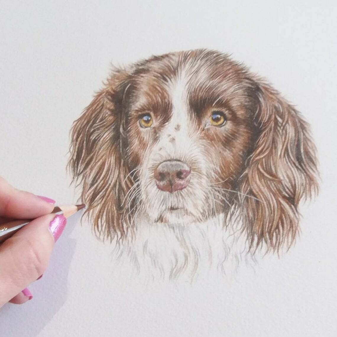 Custom pet portrait  coloured pencil portrait  pet drawing  personalised pet pic